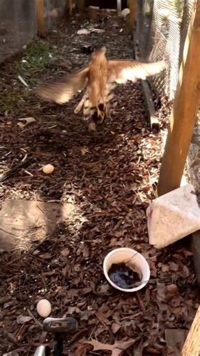 Fastest Killer With Wings #hawk #dooin #shorts