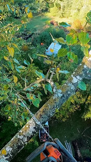 Topping a big cottonwood tree