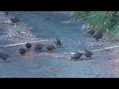 Large Covey of California Quail in the wild