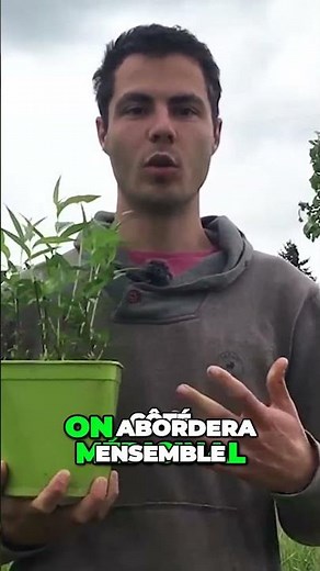 Le saule, cet arbre polyvalent à multiplier par millier