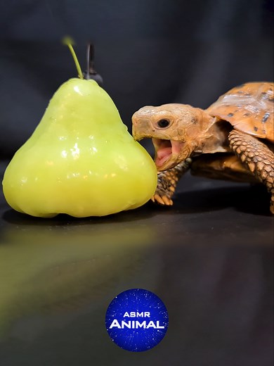 Mukbang ASMR: Enjoying Java Apples with Turtles