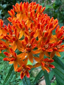 Butterfly Weed (asclepias Tuberosa) - Etsy