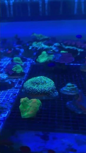 The Most Colorful Setup Ever – Our Coral Farm! Check Out Those Colors!!