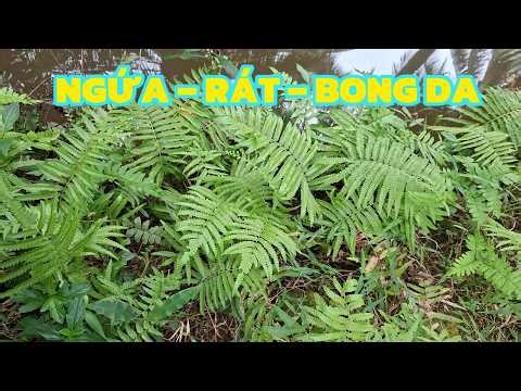 Secrets from the Ferns Around Your House: Knowing This Early Will Be Extremely Beneficial for You