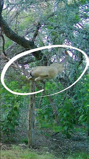 Whitetail Deer Jump Fences | Buck, Doe & Fawn on Texas Game Cam