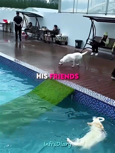 Dog Tries Swimming for the First Time 🐶❤️ #shorts | Paws Furry