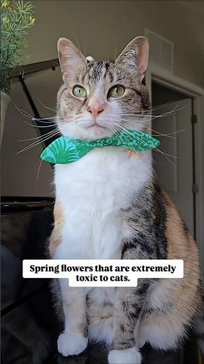 Spring flowers that are toxic to cats. 🪻🌷audio: thesecretsofcats #toxicplants #cathealth #catsafety