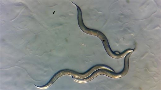 Tiny worms have survived Chernobyl where humans can't live for 20,000 years