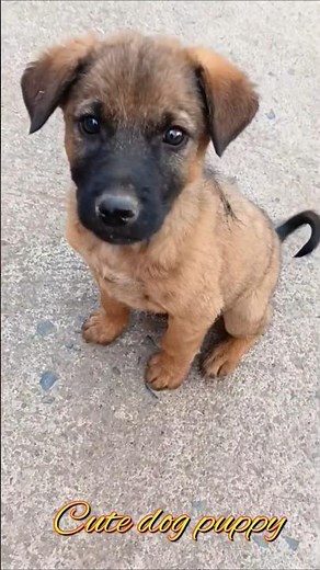 Street dog puppy adoption#1kviral#bhaiya choudhary