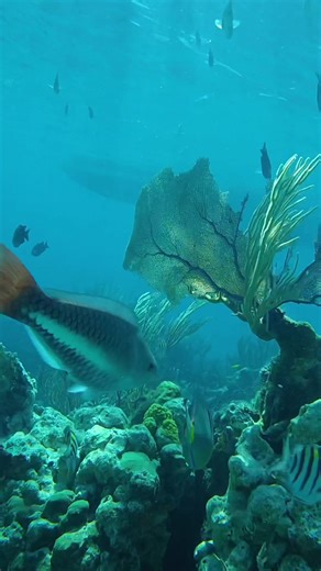 Exciting Snorkeling Adventure with GoPro