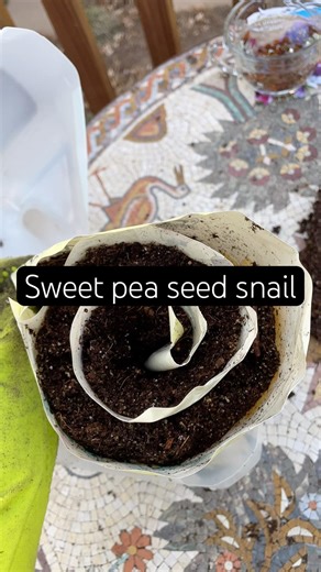 Zone 6a sweet peas, seed snail method 🐌🌸 spring is close #seedsnail #sweetpeas #wintersowing