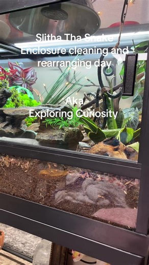 Revamping Slitha's Snake Enclosure for Exploration