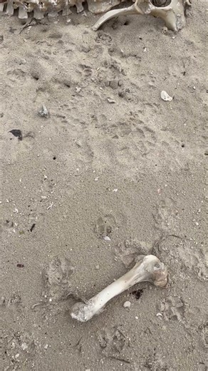 We found a bone in the sea! Help us identify which animal bone is this!!! 🤯😱 #mystery