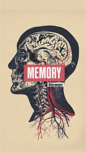 Vee on Instagram: "We're going to see the circuits of memory in the next video. . . This video includes physiology of memory and the content is based on standard textbooks and notes that I've studied. . . . ( follow for more ) . . . . . . . [ neurology , neet pg , revision , studygram , study , mbbs , medicine , final year , neuro , brain , development , relatable , revise , study with me , neet ug , notes , medical , college , fyp , explore page , spinal cord , descending tracts , memory , phys