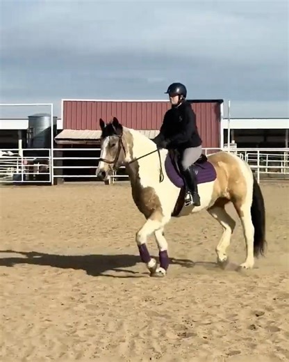 Spotted Draft X Buckskin Tobiano Gelding For Sale | Consigned on Thehorsebay.com