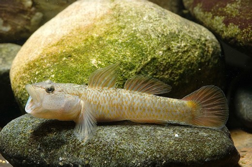 This fish can climb 120m waterfalls — here’s how