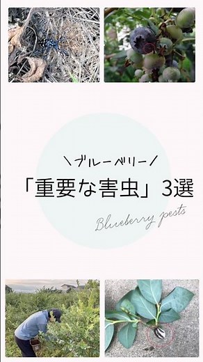 ブルーベリー栽培で重要な害虫3選 #ブルーベリーの森あづみの #ブルーベリー栽培 #家庭菜園 #幸せフルーツ工房
