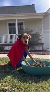 Funny Dog Washing Its Own Clothes — Smart Dog Doing Chores Short