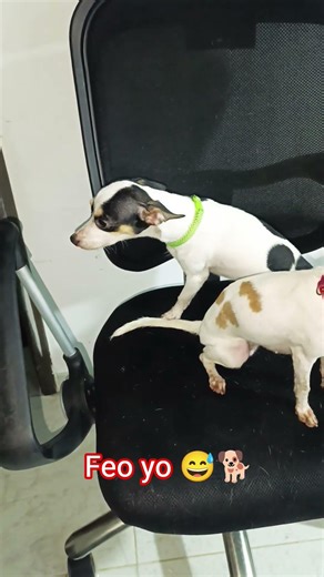 el semáforo se pone en rojo cuando me ve💔🐕