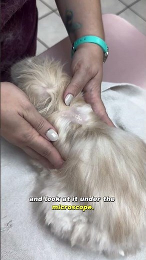 How To Diagnose and Treat Rabbit MITES! - Bunnies with hair loss and flaky skin