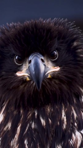 The intensity in the eyes of an eagle: a powerful glimpse into nature