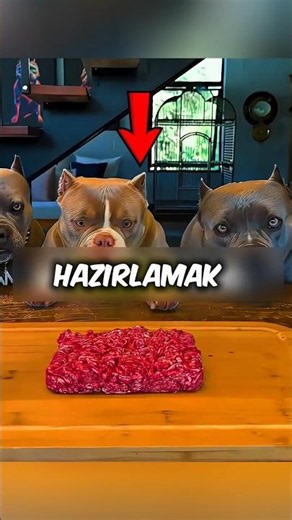 Köpekleri İçin Pasta Yaptı 🐶🥧