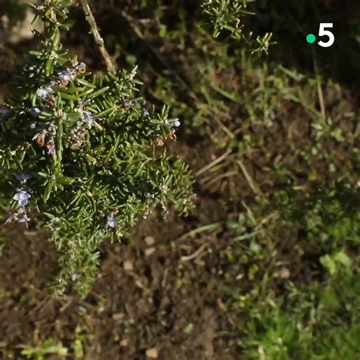 Bonjour à tous. Un gazon privé de lumière peut disparaitre. Carole et Stéphane vous montrent dans la bonne humeur comment le réparer demain à 11h45 dans Silence ça pousse sur France 5. Attention surtout n'oubliez pas votre louchet 😉 | Silence ça pousse