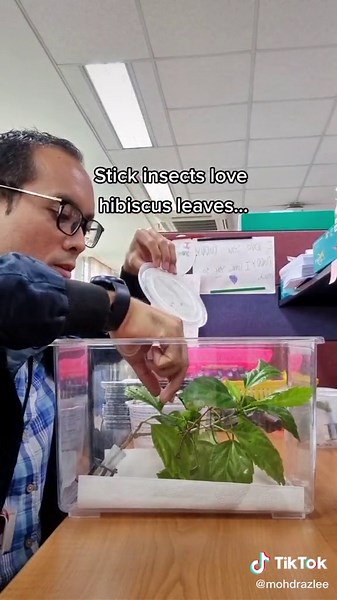 Creating a Habitat for Classroom Stick Insects