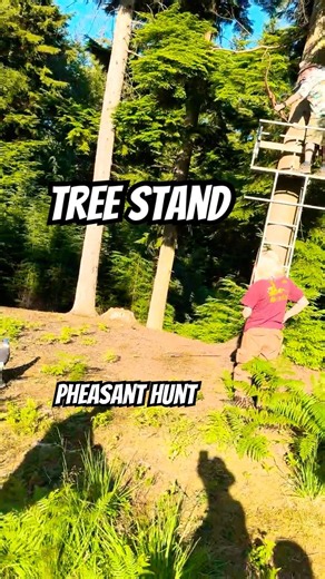 Pheasant hunt from treestand! BBHC Uk 2026