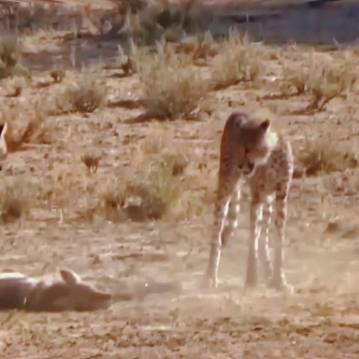 Chester vs Coyote: Wild Animal Encounter