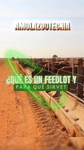 121K views · 4.2K reactions | ¿QUÉ ES UN FEEDLOT Y PARA QUÉ SIRVE? : Descubre cómo funcionan los feedlots, claves en la producción de carne de alta calidad 數✨. Aprende por qué son esenciales para el engorde eficiente de ganado y el impacto que tienen en la industria ganadera. ¡No te lo pierdas!  | Amo la Zootecnia | Facebook