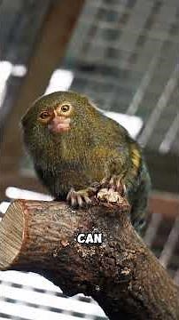 The smallest animal in the world!