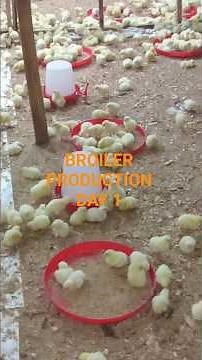 DAY 1 BROILER MANAGEMENT: What to Do When Your Chicks Arrive | PoultryPerch Guide #shorts