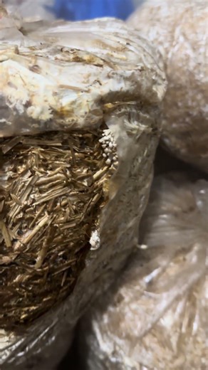 final fruiting process for get final oyster mushroom #oystermushroom #organicfarming #fyp #kotdwara