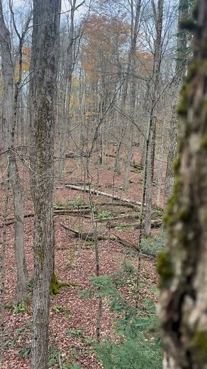 Buck parade is in full swing🦌🌲 #BuckParade #DeerHunting #Whitetail #HuntingSeason #BigBuckDown #TrophyBuck #HuntingLife #Outdoorsman #DeerCamp #Venison #HuntToEat #FieldToTable | Whitecat Outdoors