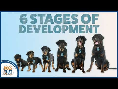 Understanding The Stages Of A Dog’s Development
