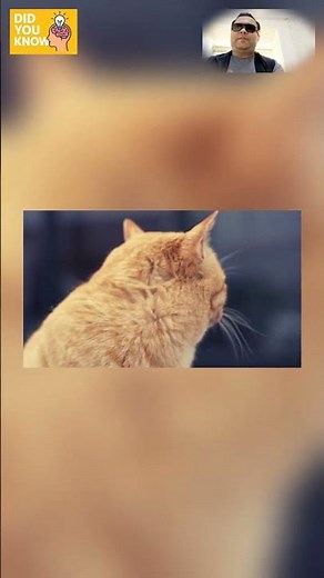 Why We Yawn: Science of Contagious and Stress-Relief Yawns