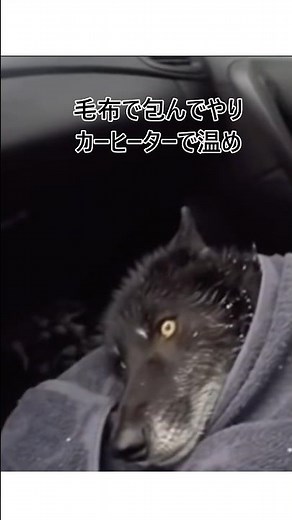 After risking his life to save a wolf drowning in a frozen pond, #shorts #wolf #rescue #wolf #res...