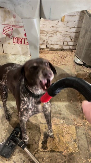 Took my mad gsp to work for a few hours today, cleaning up may take a bit longer than normal 🤣 #gsp #dog #dogsatwork #pointer
