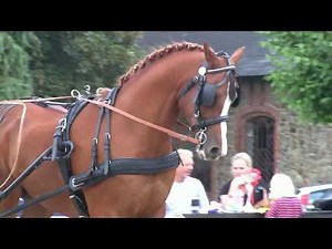 DSAH 2017 - Opvisning hestevognskørsel