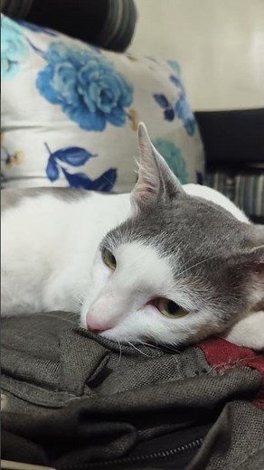 “Why Sleep Anywhere Else? My Cat Chose My Bag 😂🐱”#cat