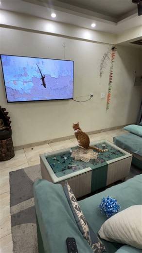 Cat reacting to a lizard on TV😹 | Funny Cat Shorts #youtubeshorts #shorts #youtube