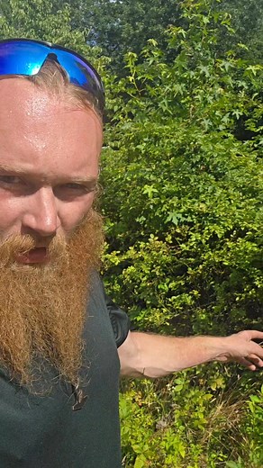 Got a out of control bramble thicket? We can help. We specialize in areas to sensitive or complicated for a tractor or skid to get to and we can preserve desirable trees and plants. #brushremoval #stihl #brushclearing | Brush & Blade LLC