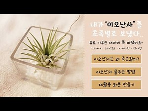 이오난사 물주기 & 재활용 화분 만들기