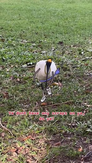 Got rolled by a bin chicken | Mr Sam Cotton