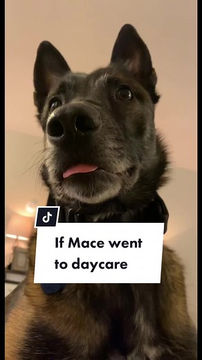 Understanding Dog Behavior: Why Dogs Hump the Air Explained