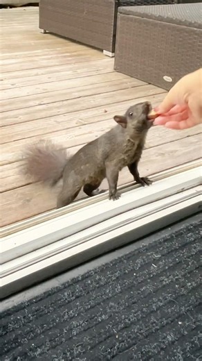 Sweet vibes #backyardsquirrels #squirrels #squirrelfriends #animals #cutesquirrels #wildlife