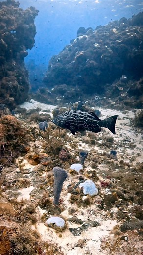 11K views · 530 reactions | Meet the Grouper: a heavyweight of the...