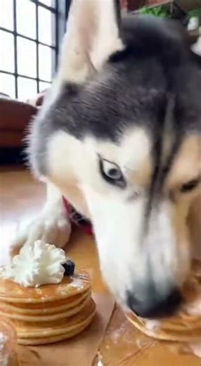 Husky Pancake Feast Destruction #husky #pancakes #funnydog #funny