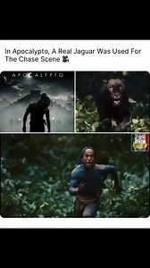 140K views · 4.1K reactions | A real jaguar was used in the intense...